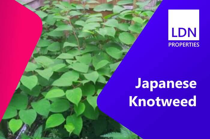 Houses with Japanese knotweed in the garden are problem properties