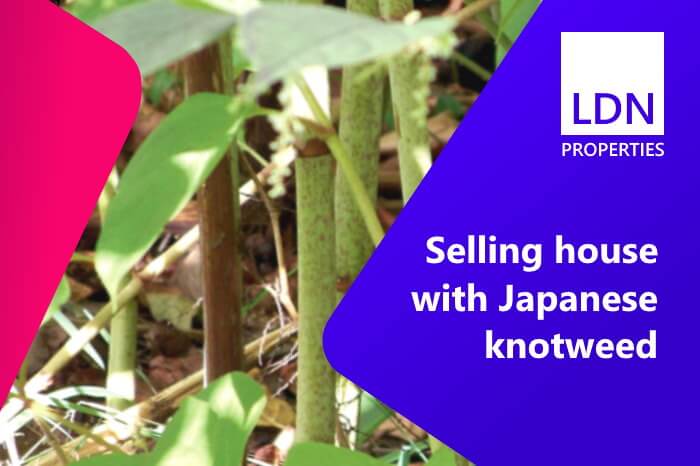 Selling house with Japanese knotweed