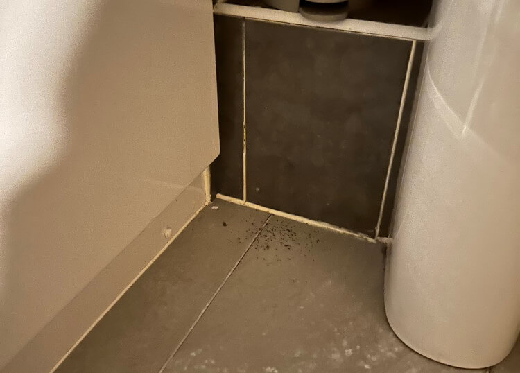 Signs of a property infestation