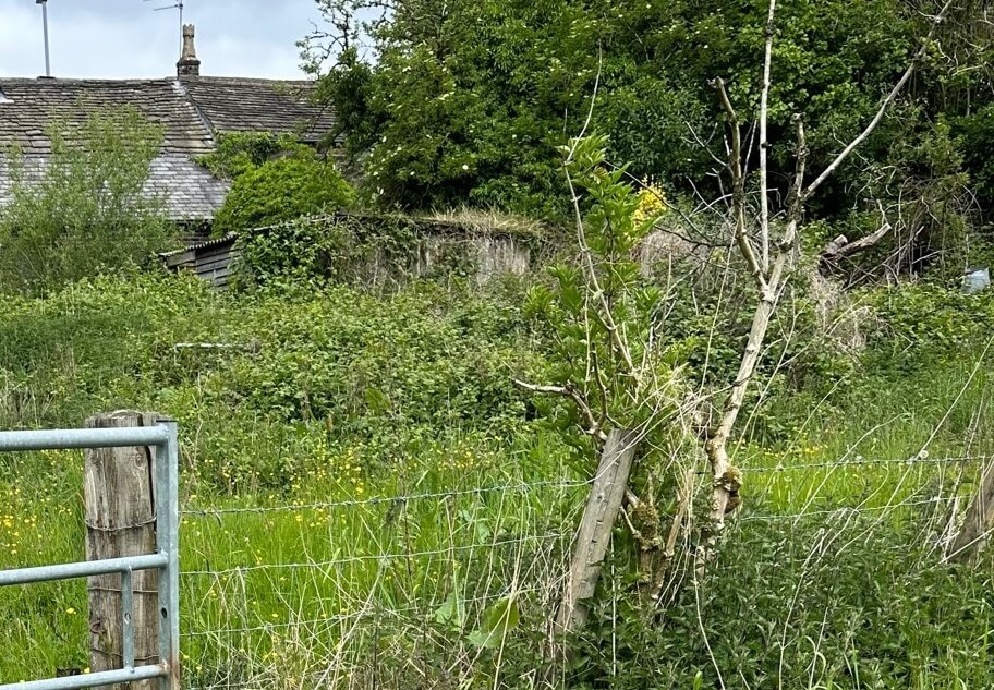 House with overgrown garden
