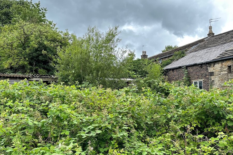 Selling house with an overgrown garden